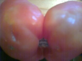 Bi-Tomate