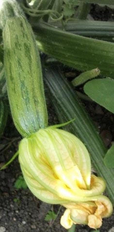 Courgette fleurie