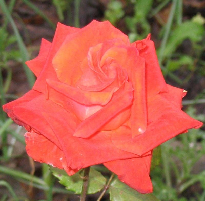 Rose orangée