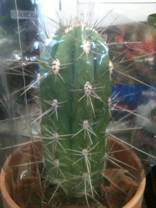 Cactus couvert