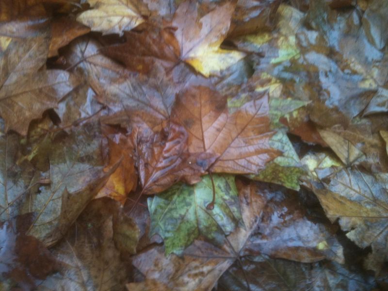 Feuilles d'automne